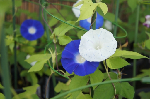 浅草レンタル着物小梅の夏